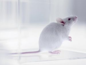La edición del ARN repara una mutación causante del síndrome de Rett en ratones